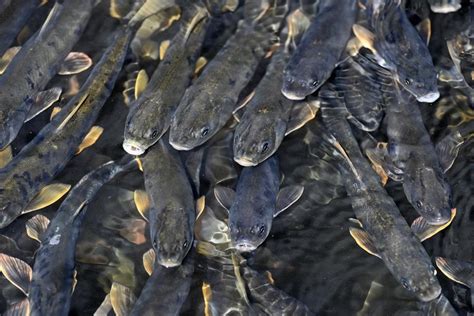 Conservation efforts help rare fish flourish in China's largest lake.